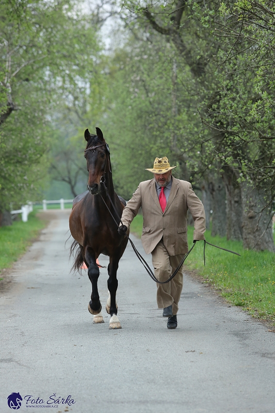 Kladruby 2019 - středa