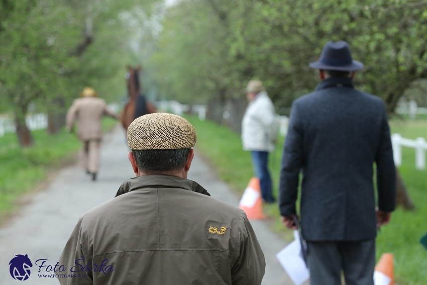 Kladruby 2019 - středa