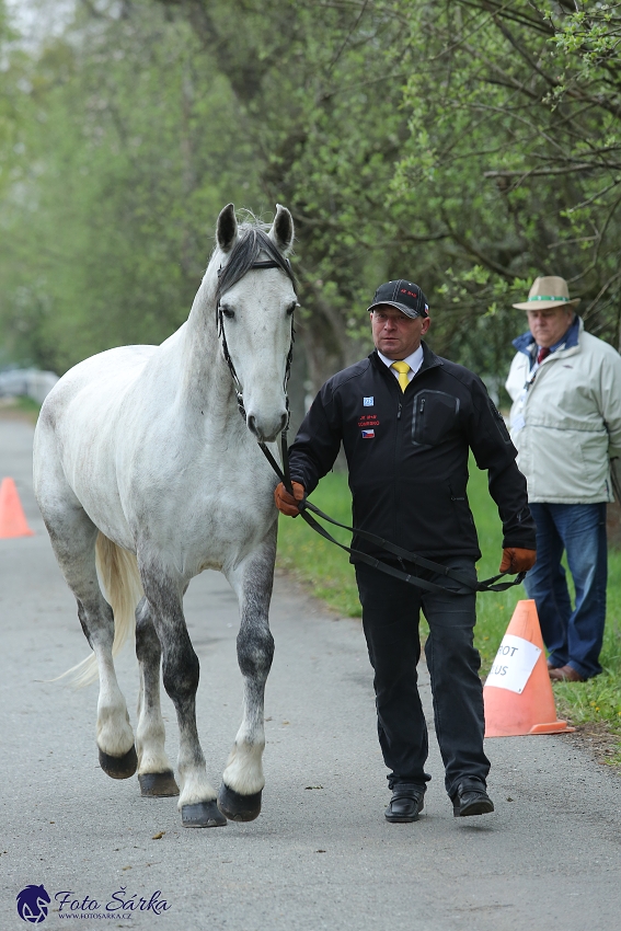 Kladruby 2019 - středa