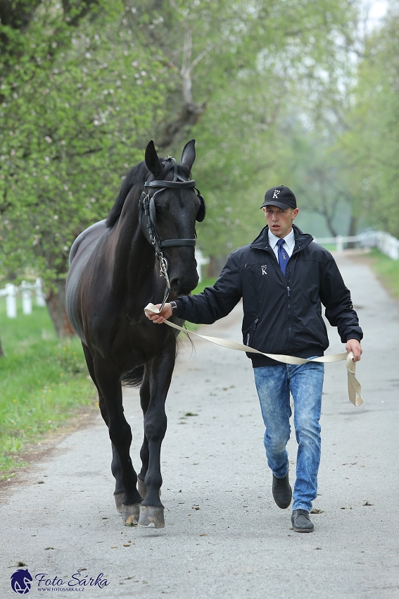 Kladruby 2019 - středa