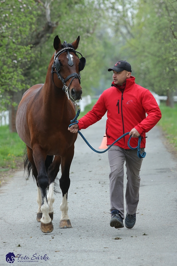 Kladruby 2019 - středa