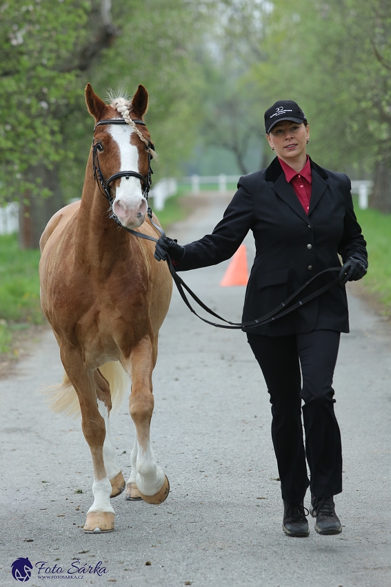 Kladruby 2019 - středa