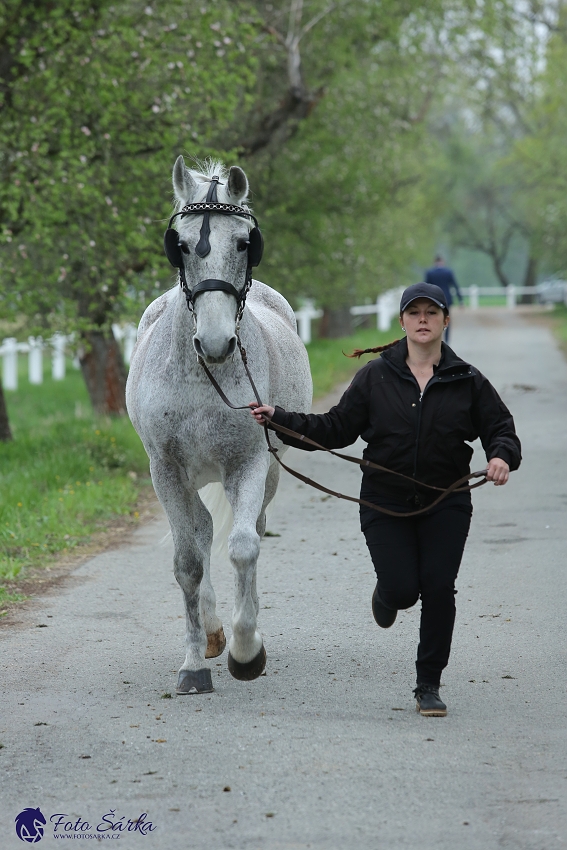 Kladruby 2019 - středa