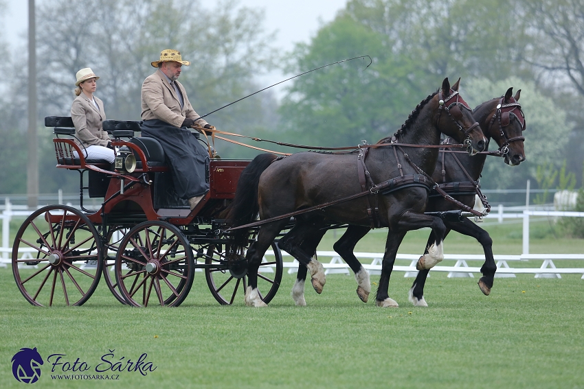 Kladruby 2019 - středa