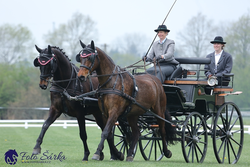 Kladruby 2019 - středa