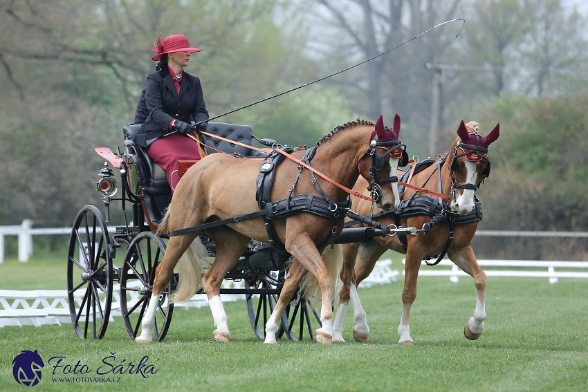 Kladruby 2019 - středa