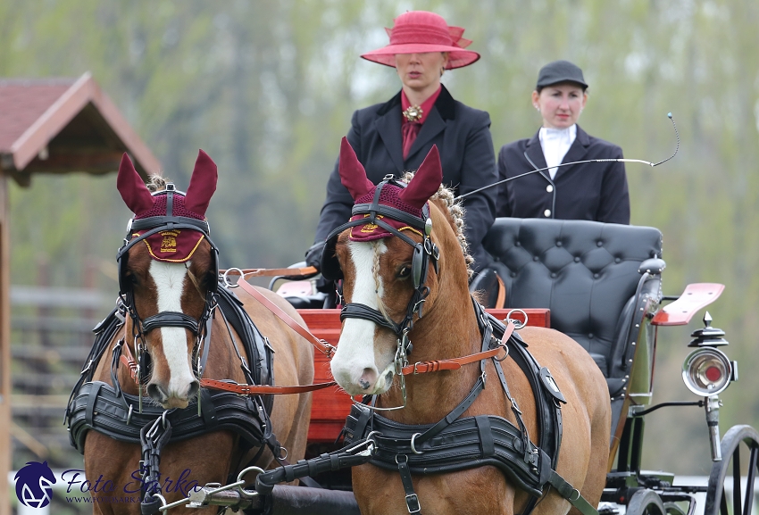 Kladruby 2019 - středa