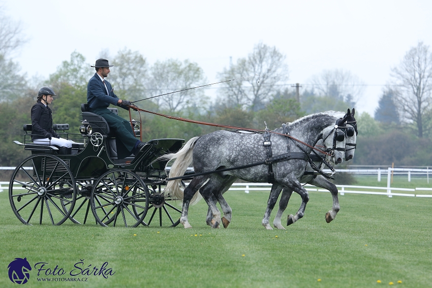 Kladruby 2019 - středa
