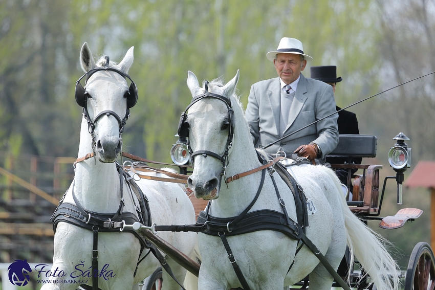 Kladruby 2019 - středa