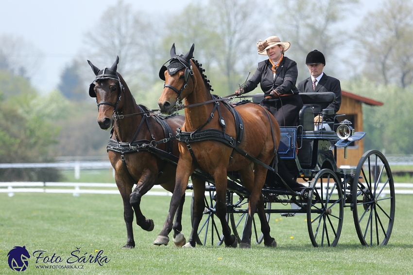 Kladruby 2019 - středa