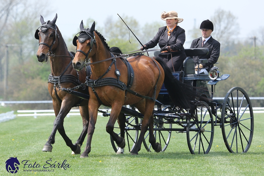 Kladruby 2019 - středa