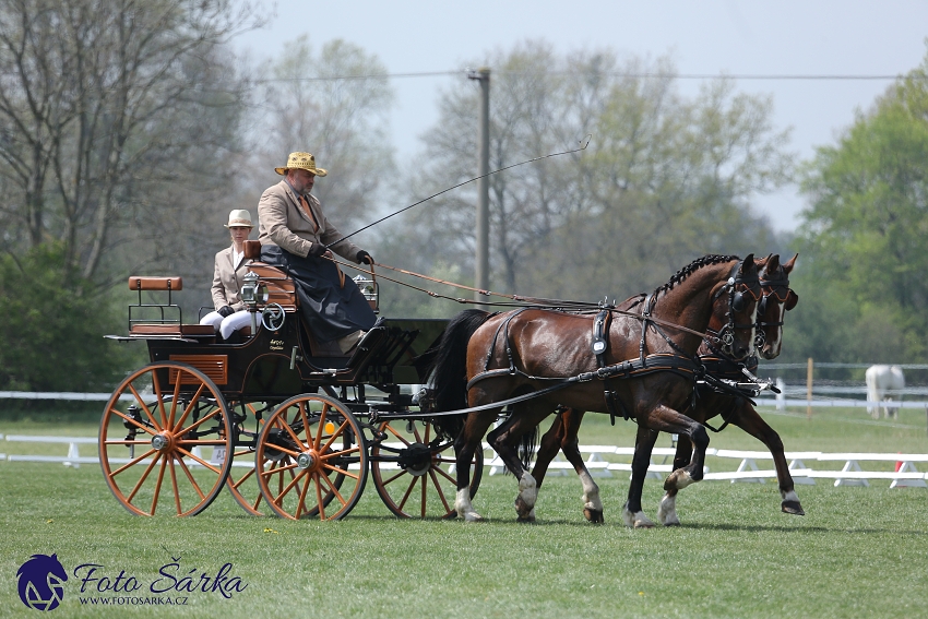 Kladruby 2019 - středa