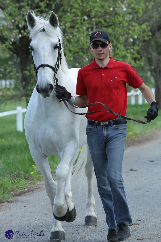 Kladruby 2019 - středa