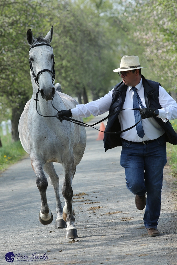 Kladruby 2019 - středa