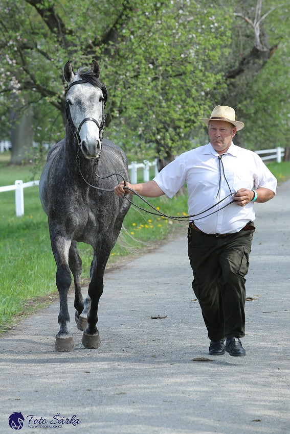 Kladruby 2019 - středa