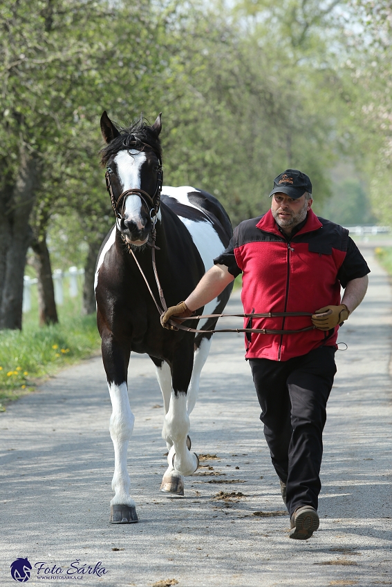 Kladruby 2019 - středa