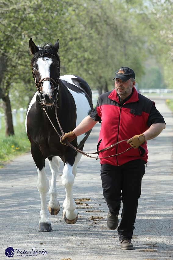 Kladruby 2019 - středa