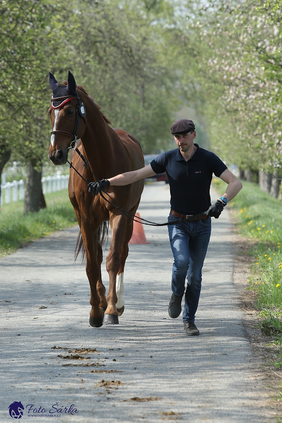 Kladruby 2019 - středa