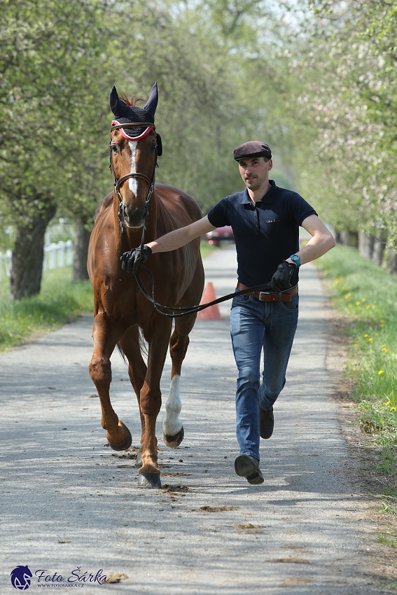 Kladruby 2019 - středa