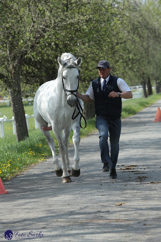 Kladruby 2019 - středa