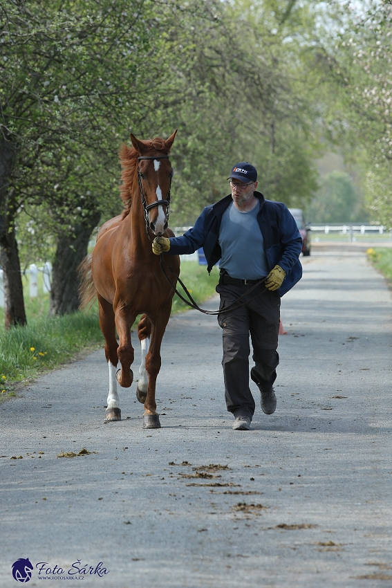 Kladruby 2019 - středa