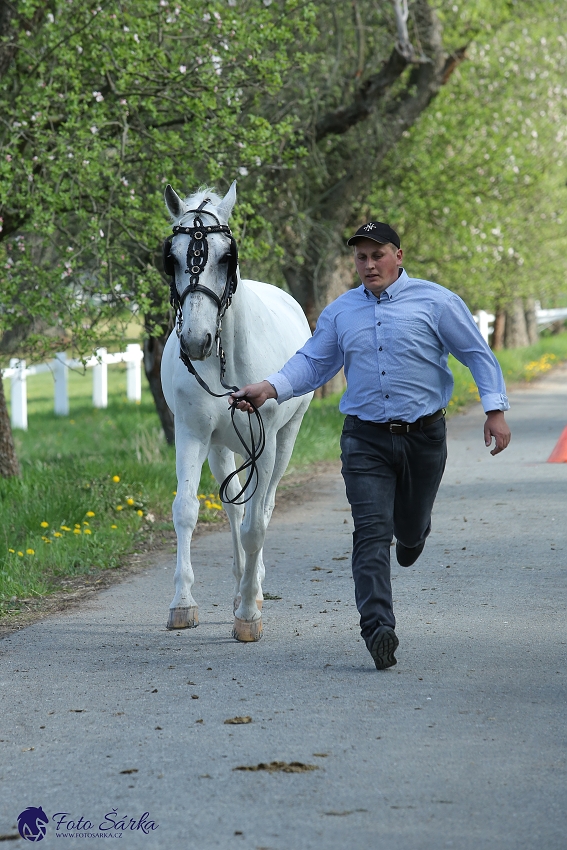 Kladruby 2019 - středa