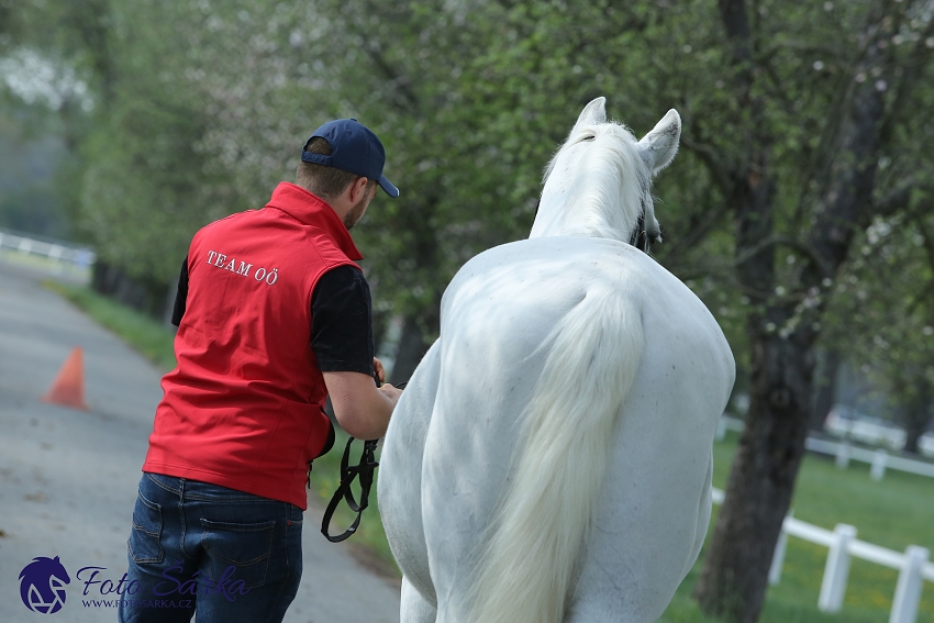 Kladruby 2019 - středa