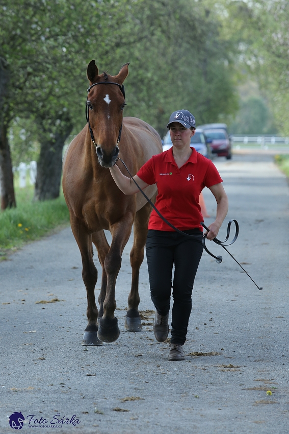 Kladruby 2019 - středa