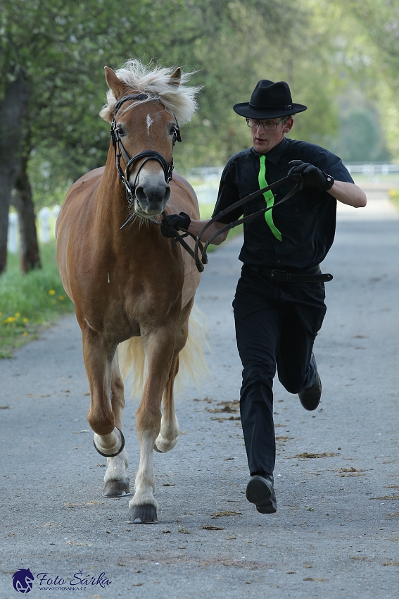 Kladruby 2019 - středa