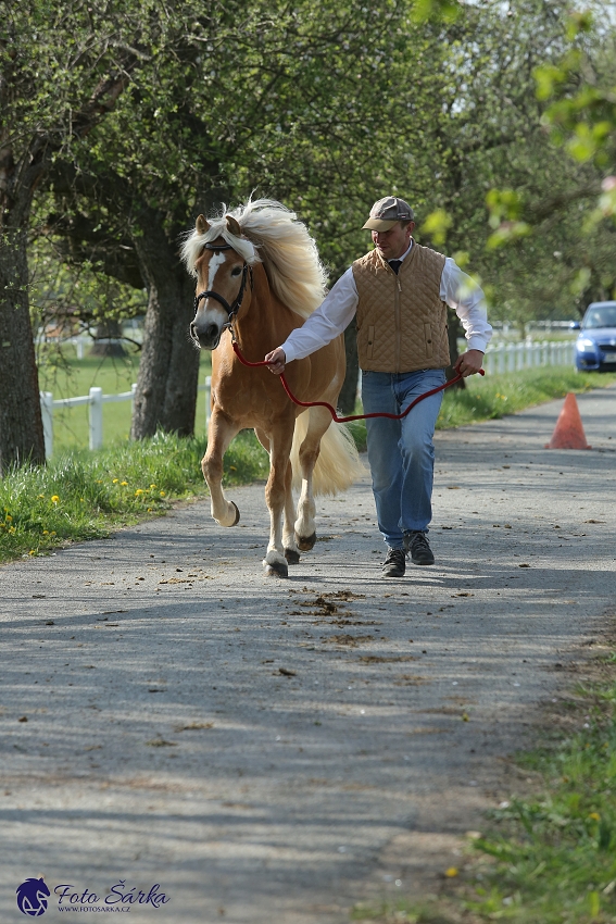 Kladruby 2019 - středa