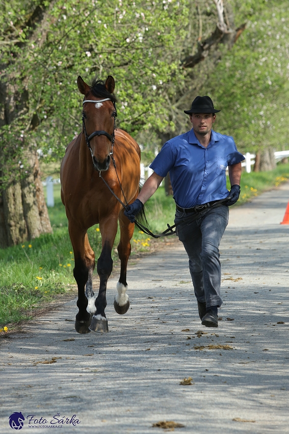 Kladruby 2019 - středa