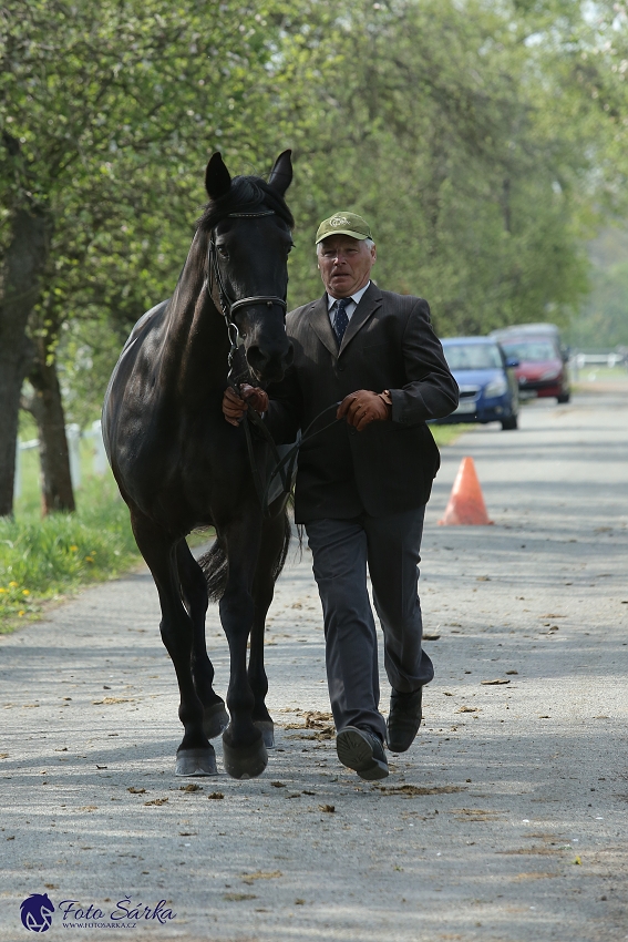 Kladruby 2019 - středa