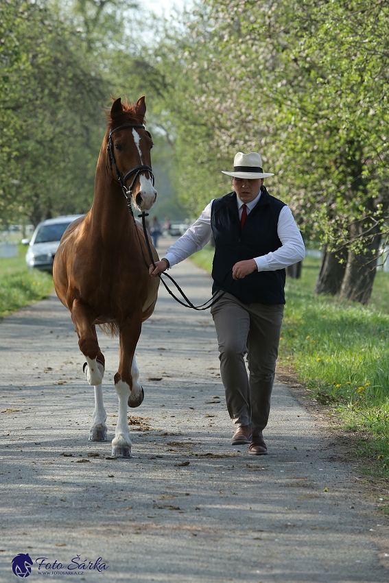 Kladruby 2019 - středa