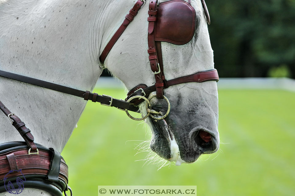 MČR Pardubice 2017 - drezury