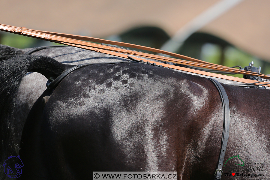 Mezöhegyes 2018 - drezury