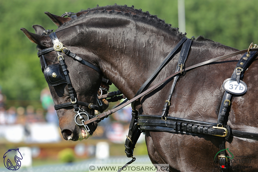 Mezöhegyes 2018 - drezury