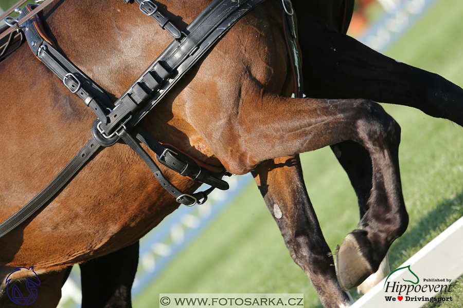 Mezöhegyes 2018 - drezury