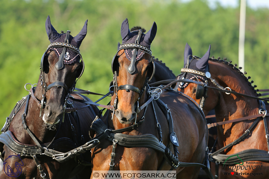 Mezöhegyes 2018 - drezury