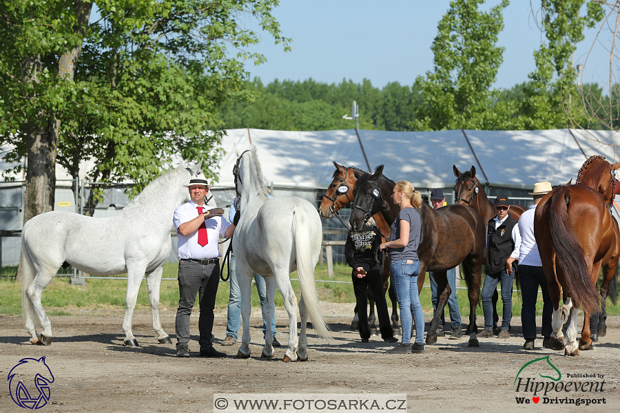 Mezöhegyes 2018 - veterinární přejímka