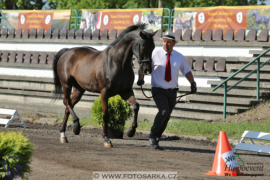 Mezöhegyes 2018 - veterinární přejímka
