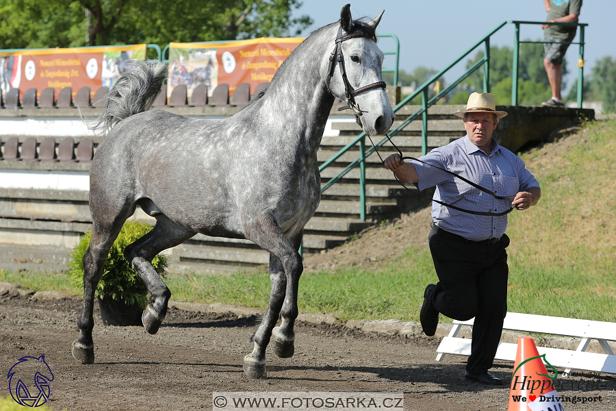 Mezöhegyes 2018 - veterinární přejímka