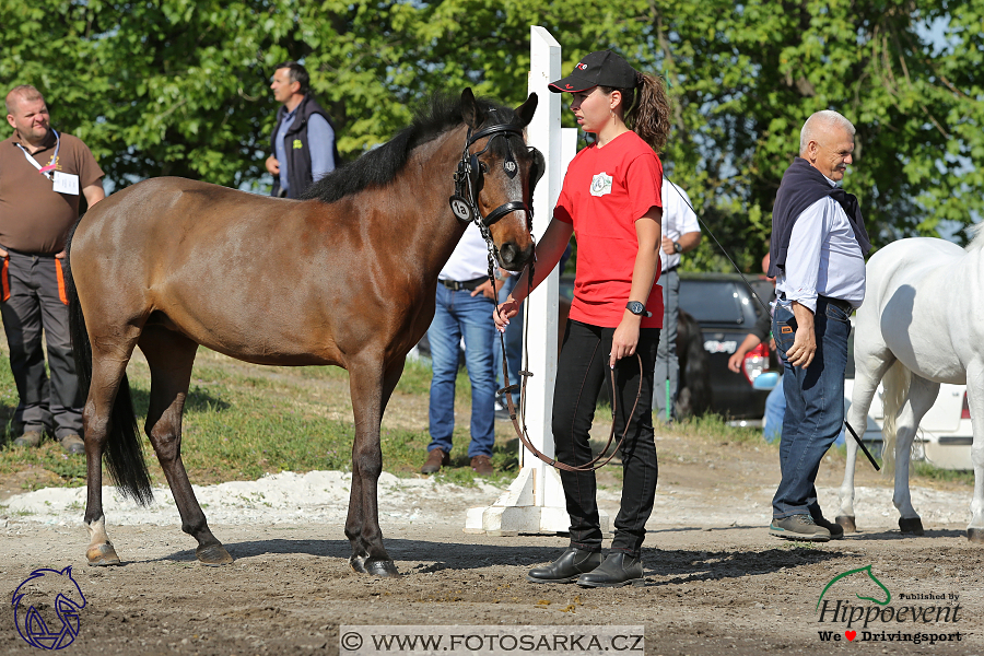 Mezöhegyes 2018 - veterinární přejímka