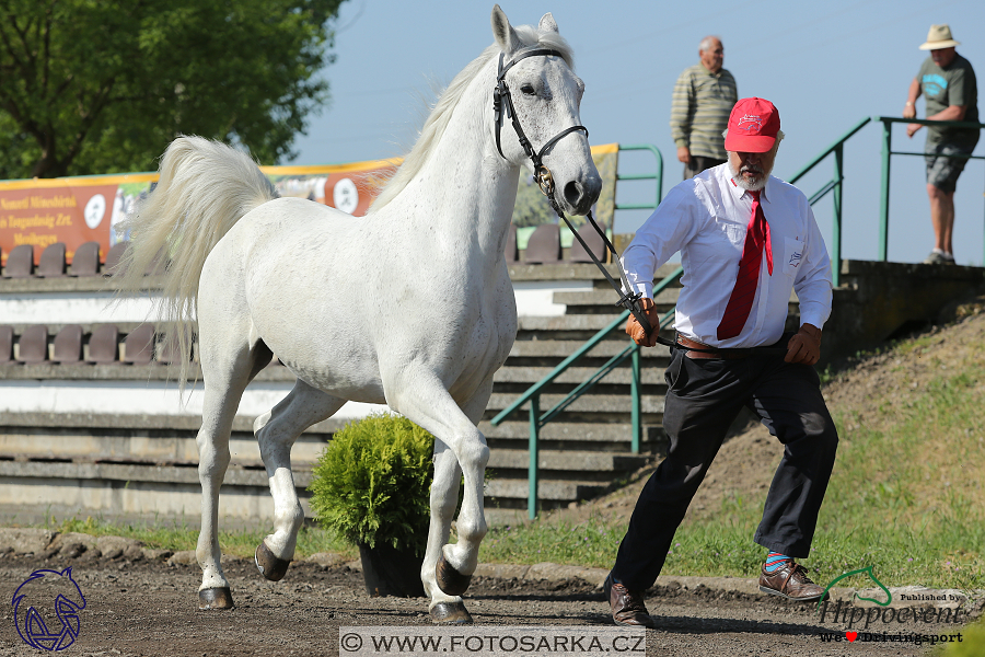 Mezöhegyes 2018 - veterinární přejímka