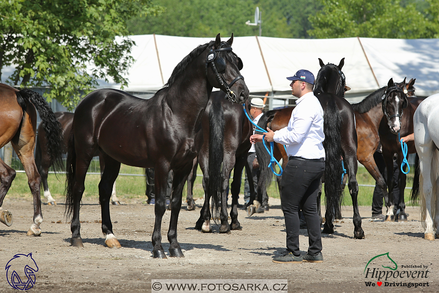 Mezöhegyes 2018 - veterinární přejímka