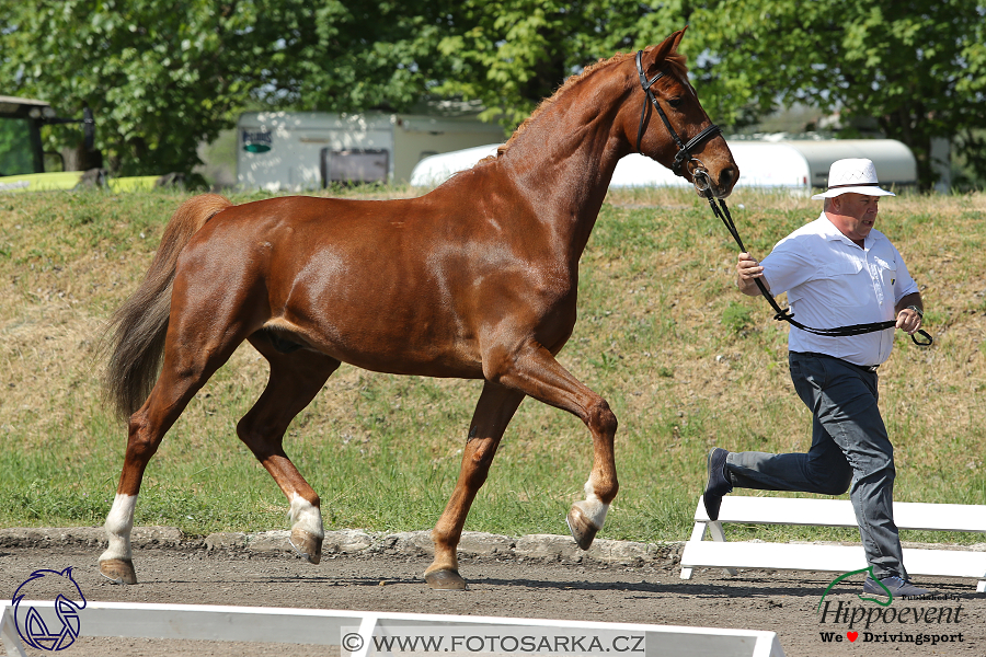 Mezöhegyes 2018 - veterinární přejímka