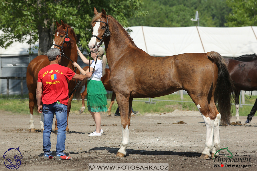 Mezöhegyes 2018 - veterinární přejímka