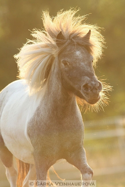 Minihorse