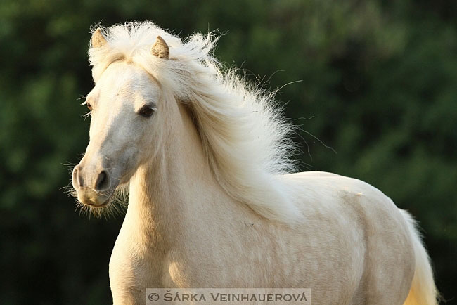 Minihorse
