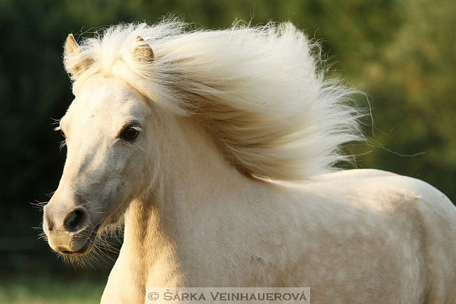 Minihorse