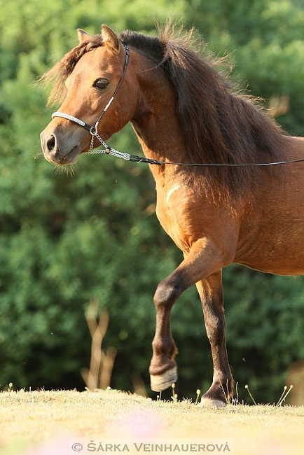 Minihorse